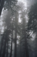 a picture of redwoods in the fog
